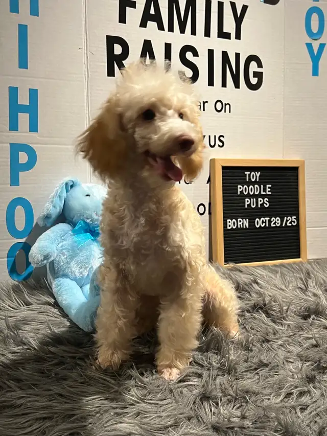 Toy Poodles, looking for a Fur Ever Family
