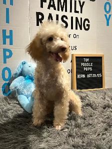 Toy Poodles, looking for a Fur Ever Family