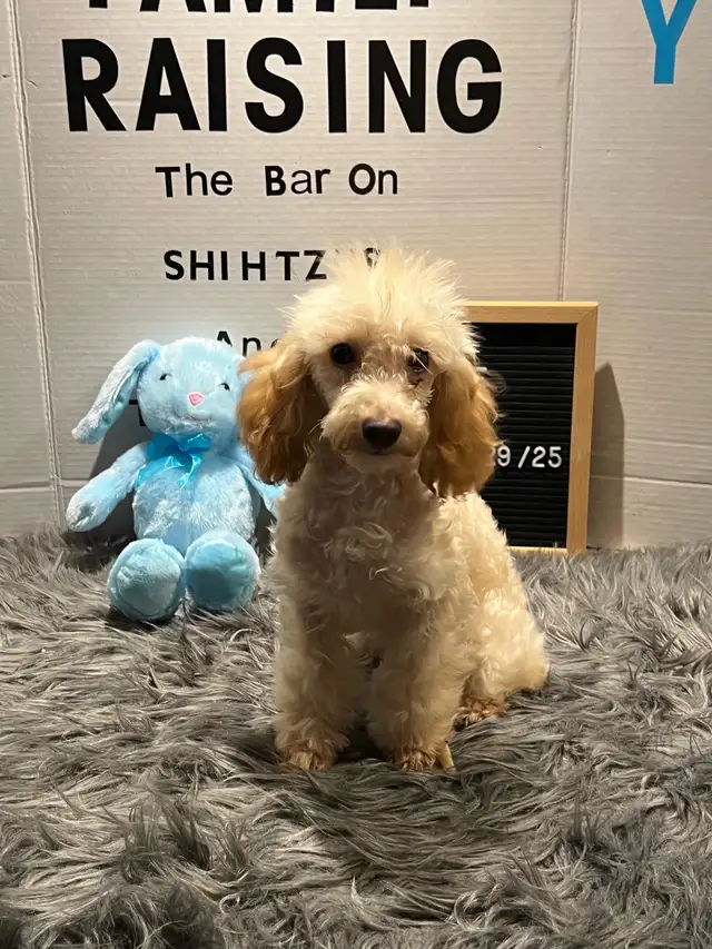 Toy Poodles, looking for a Fur Ever Family - Photo 2