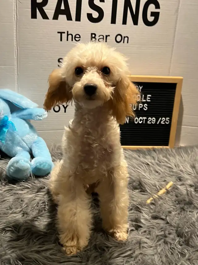 Toy Poodles, looking for a Fur Ever Family - Photo 3