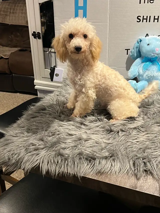Toy Poodles, looking for a Fur Ever Family - Photo 4