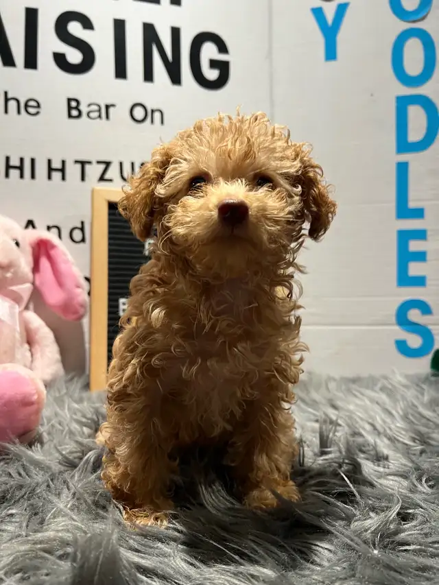 Toy Poodles, looking for a Fur Ever Family - Photo 5