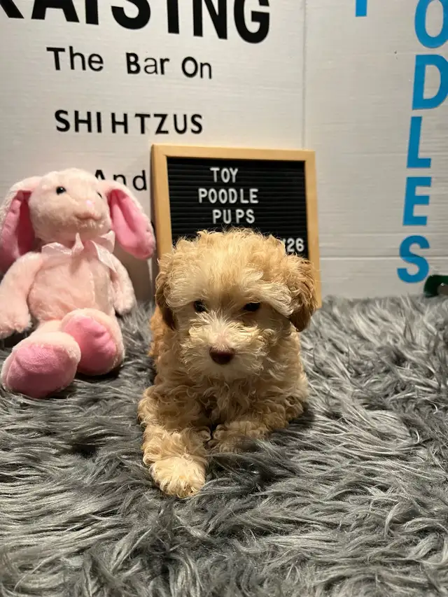 Toy Poodles, looking for a Fur Ever Family - Photo 6