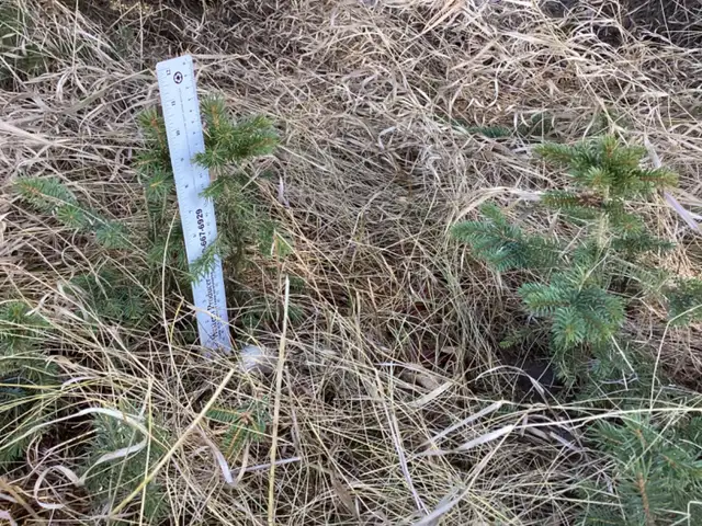 Colorado spruce evergreen trees
