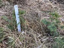 Colorado spruce evergreen trees