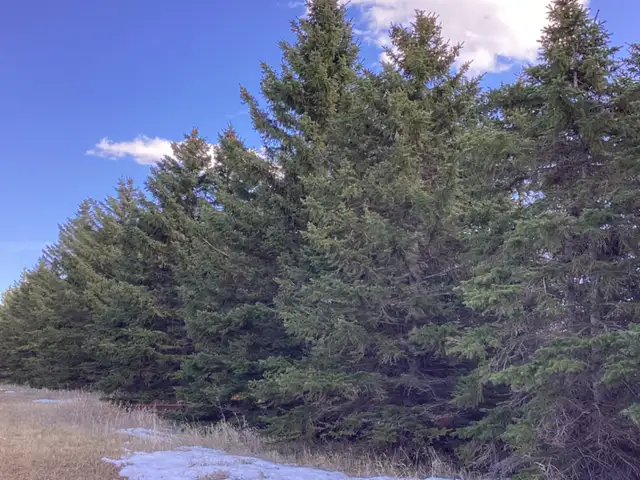 Colorado spruce evergreen trees - Photo 2