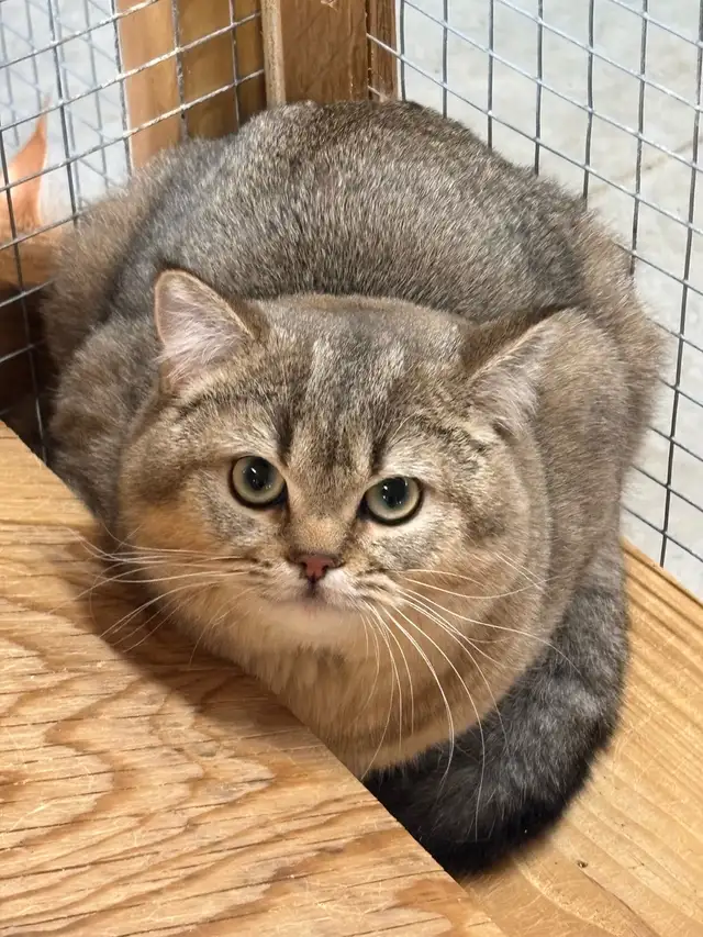 British Shorthair Male