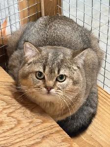 British Shorthair Male