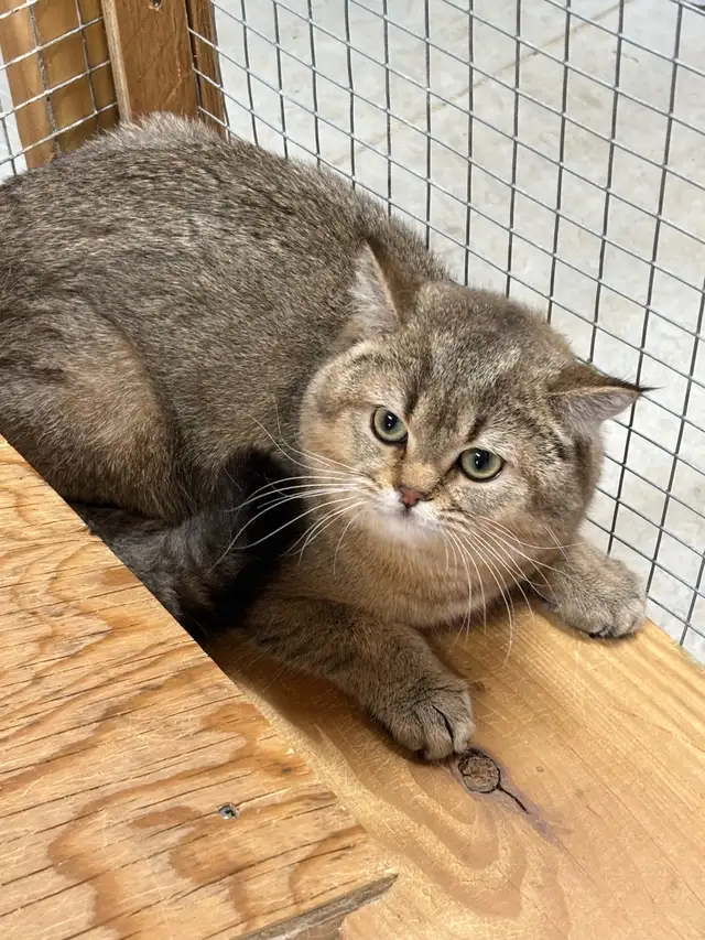 British Shorthair Male - Photo 2