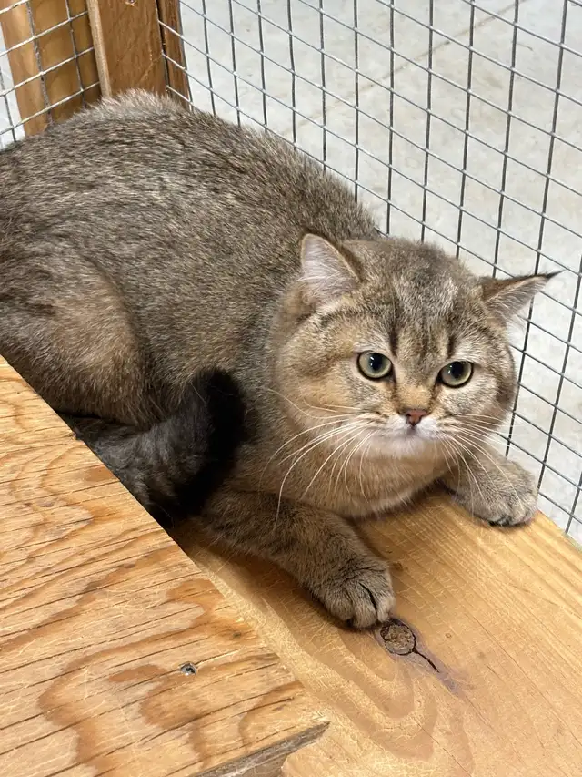 British Shorthair Male - Photo 3