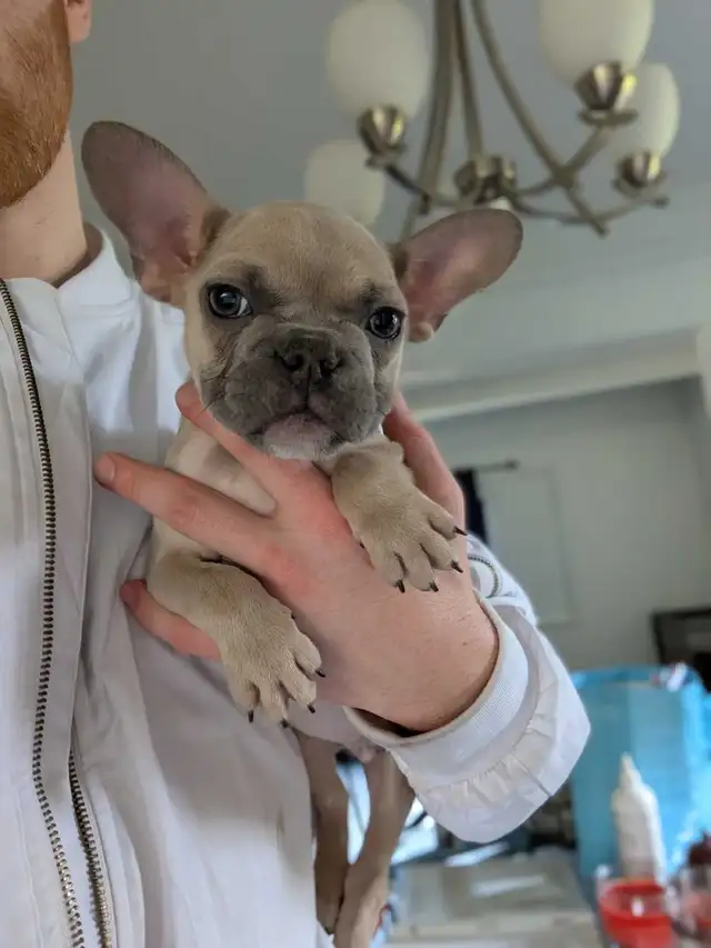 Miniature lilac fawn male French Bulldog puppy