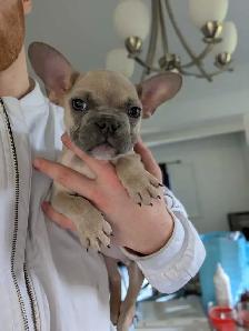 Miniature lilac fawn male French Bulldog puppy