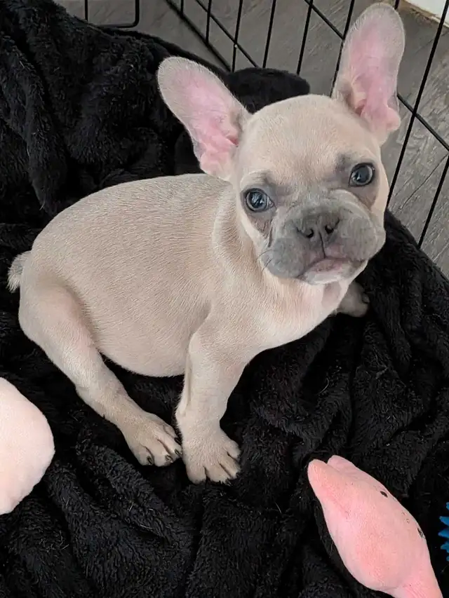 Miniature lilac fawn male French Bulldog puppy - Photo 2