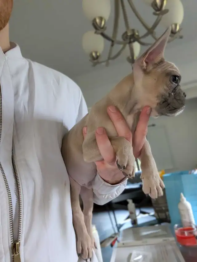 Miniature lilac fawn male French Bulldog puppy - Photo 3