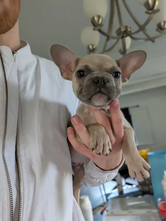 Miniature lilac fawn male French Bulldog puppy - Photo 4