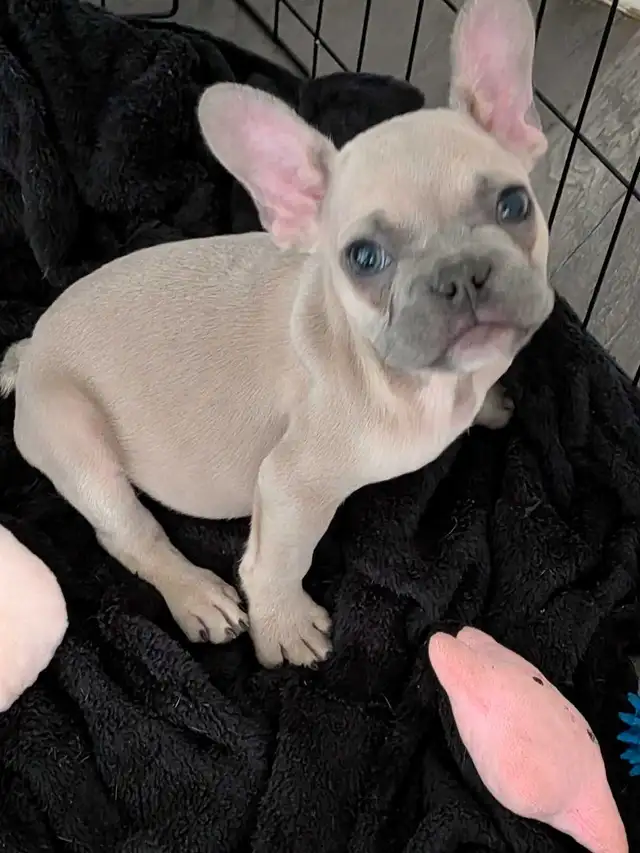 Miniature lilac fawn male French Bulldog puppy - Photo 5