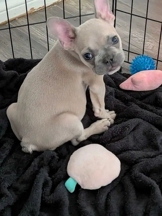 Miniature lilac fawn male French Bulldog puppy - Photo 6