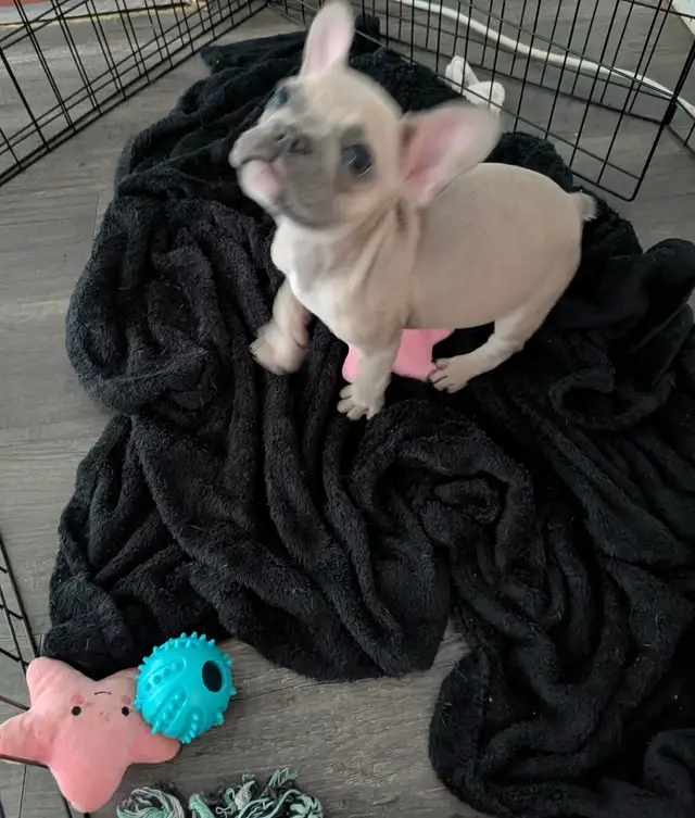 Miniature lilac fawn male French Bulldog puppy - Photo 7