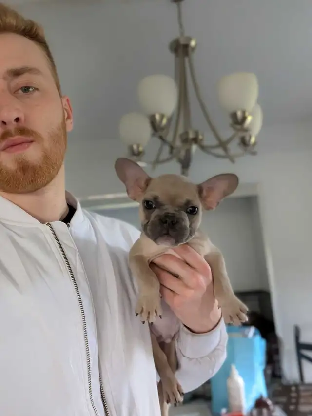 Miniature lilac fawn male French Bulldog puppy - Photo 8