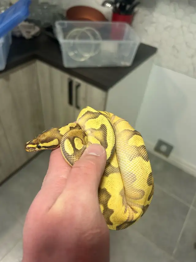 python royal