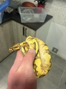 python royal