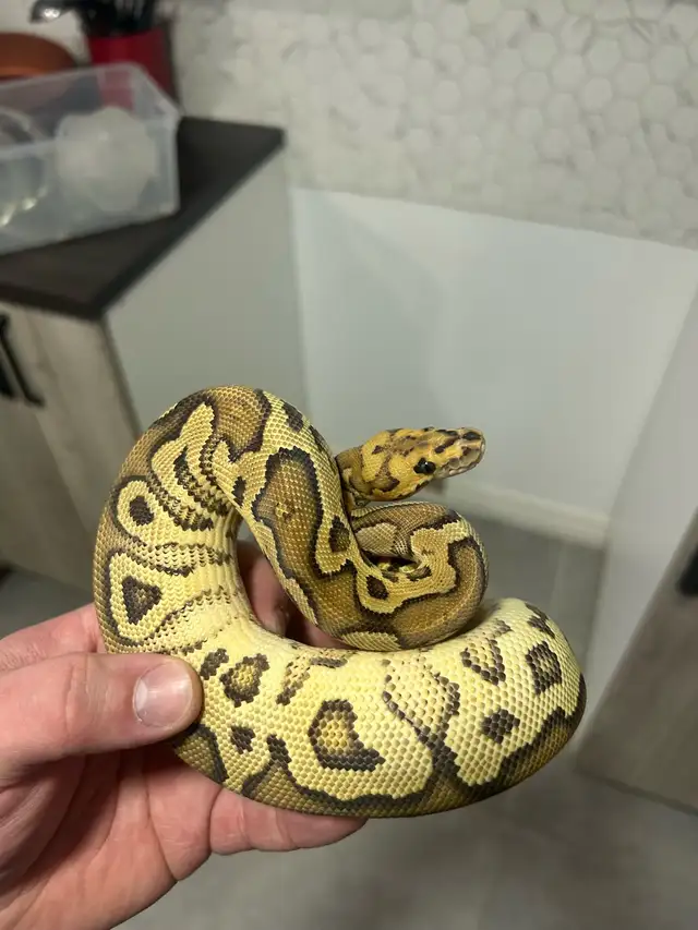 python royal - Photo 2