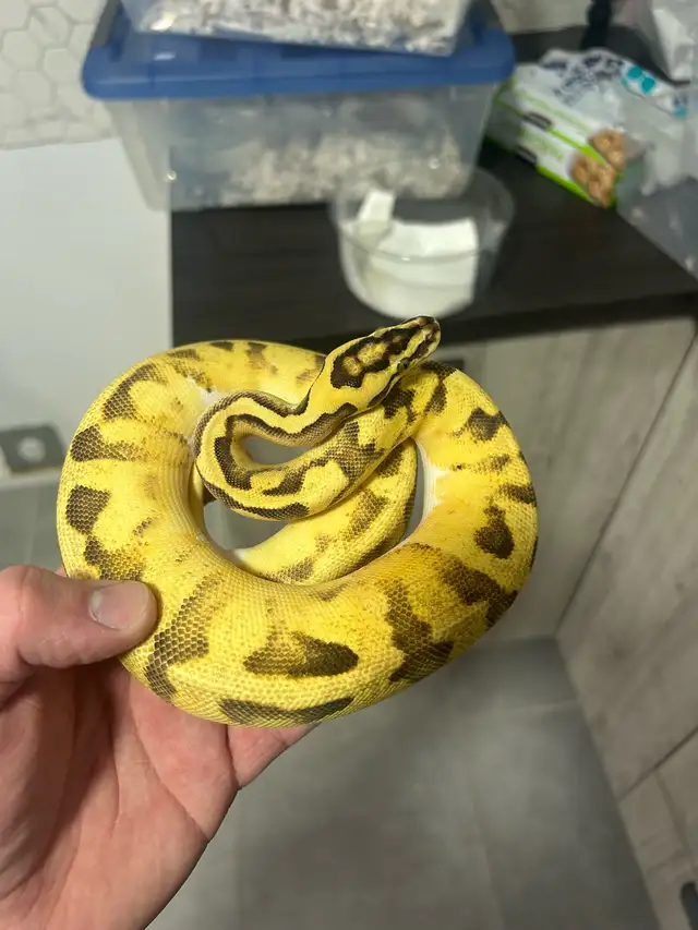 python royal - Photo 3