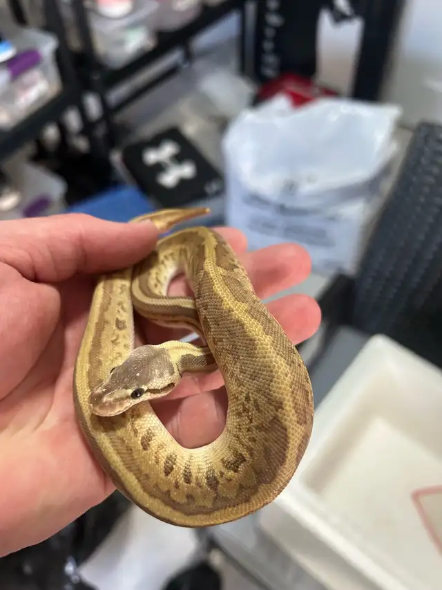 python royal - Photo 5