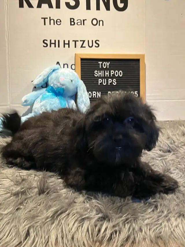 Shihpoo puppies ready for their furever family