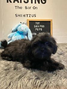 Shihpoo puppies ready for their furever family