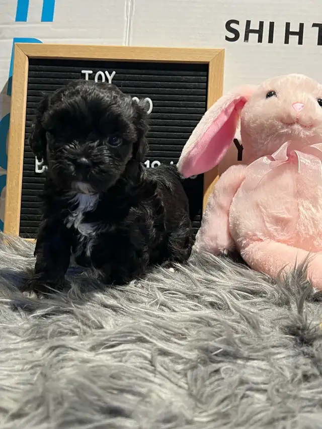 Shihpoo puppies ready for their furever family - Photo 2