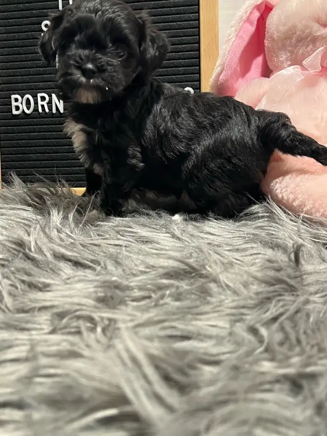 Shihpoo puppies ready for their furever family - Photo 3