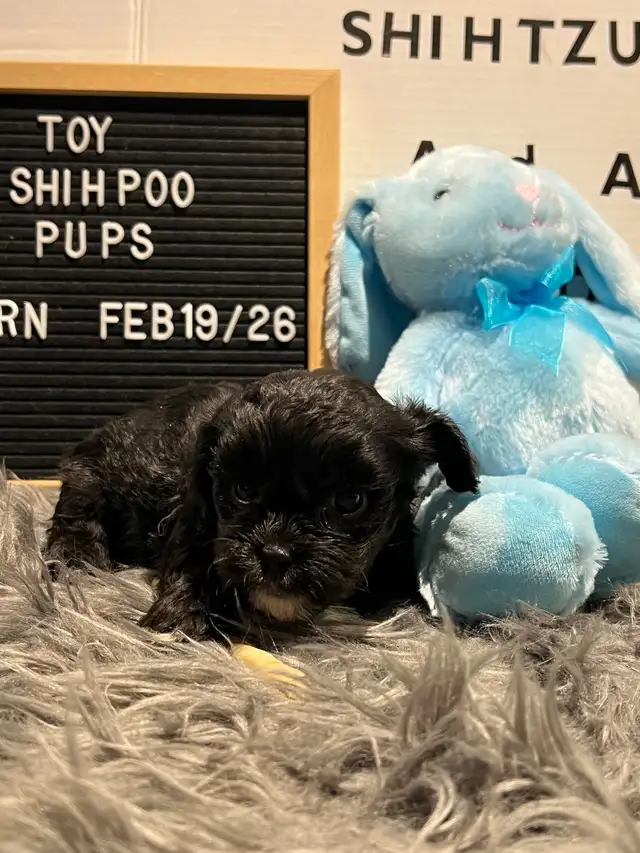 Shihpoo puppies ready for their furever family - Photo 4