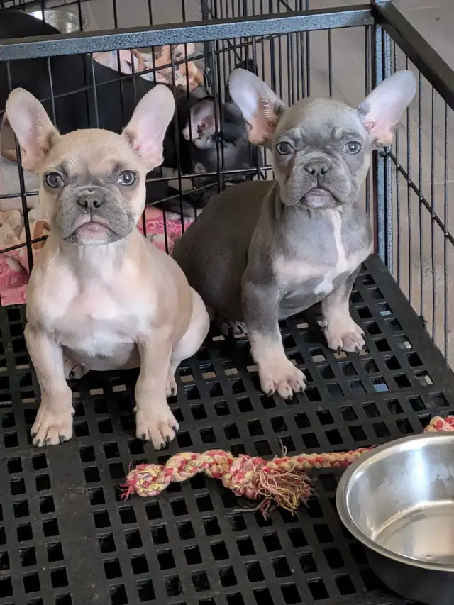 Miniature French Bulldog puppies (pet home quality)