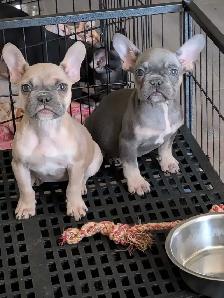 Miniature French Bulldog puppies (pet home quality)