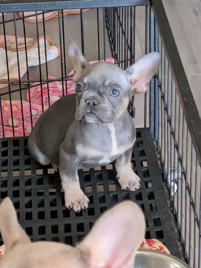 Miniature French Bulldog puppies (pet home quality) - Photo 2