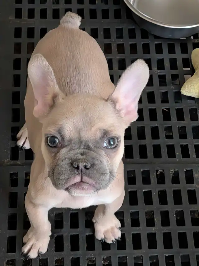 Miniature French Bulldog puppies (pet home quality) - Photo 3
