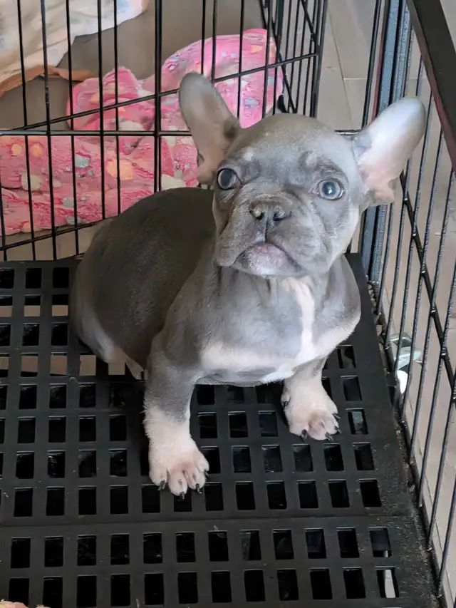 Miniature French Bulldog puppies (pet home quality) - Photo 4