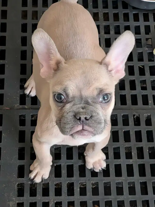 Miniature French Bulldog puppies (pet home quality) - Photo 5