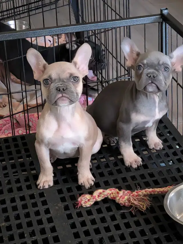 Miniature French Bulldog puppies (pet home quality) - Photo 6