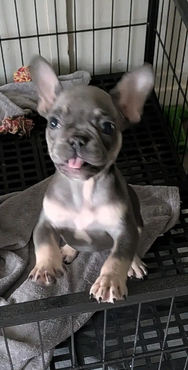 Miniature French Bulldog puppies (pet home quality) - Photo 7