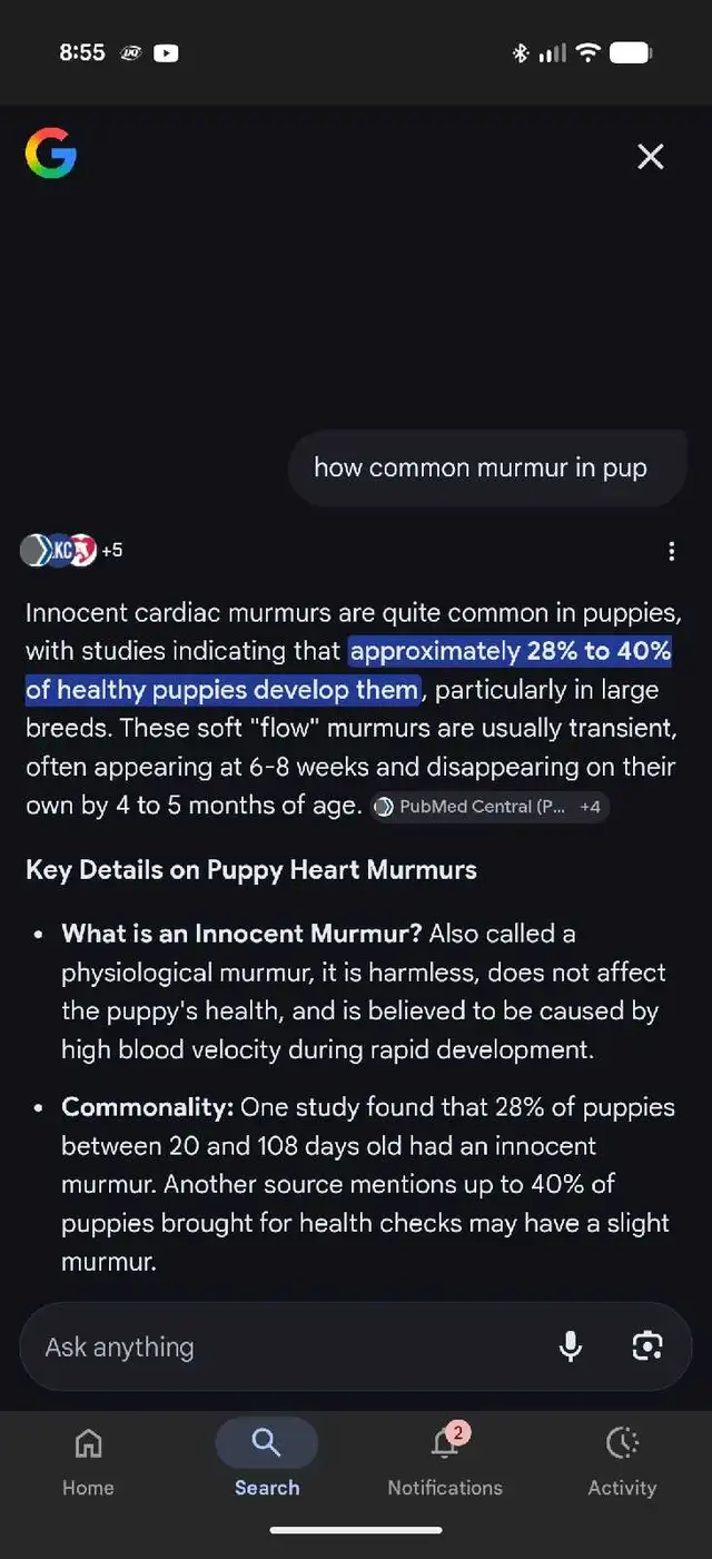 Miniature French Bulldog puppies (pet home quality) - Photo 8