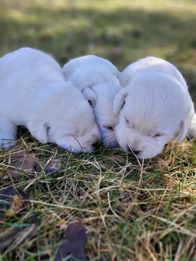 White  / Yellow Lab Puppies - Photo 3