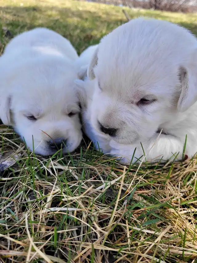 White  / Yellow Lab Puppies - Photo 6
