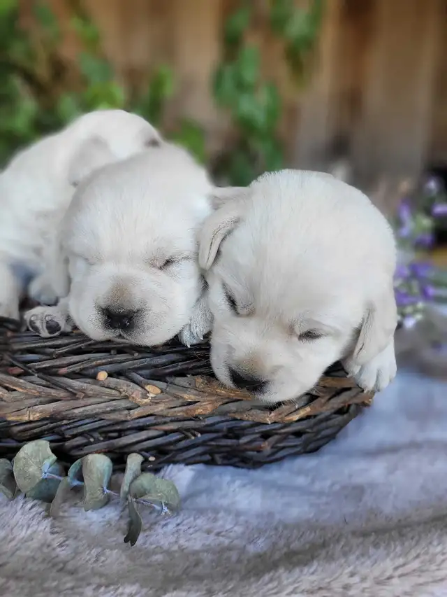 White / Yellow Lab Puppies