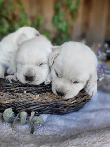 White / Yellow Lab Puppies