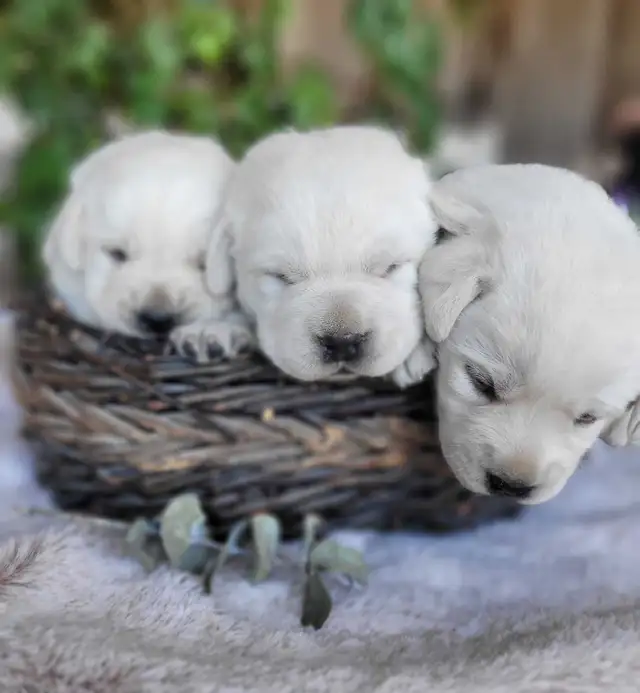 White / Yellow Lab Puppies - Photo 4