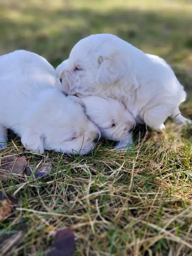 White / Yellow Lab Puppies - Photo 8