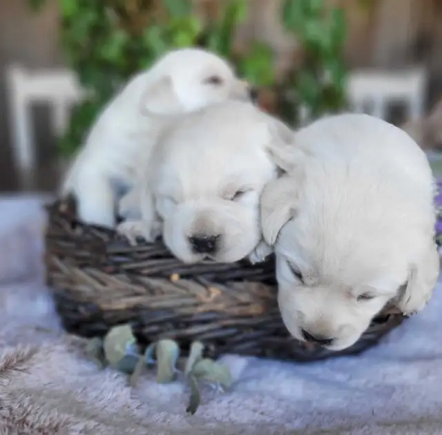 White / Yellow Lab Puppies - Photo 9