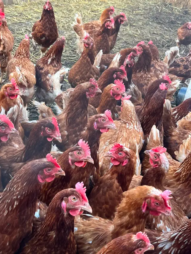 Laying Hens - Photo 2